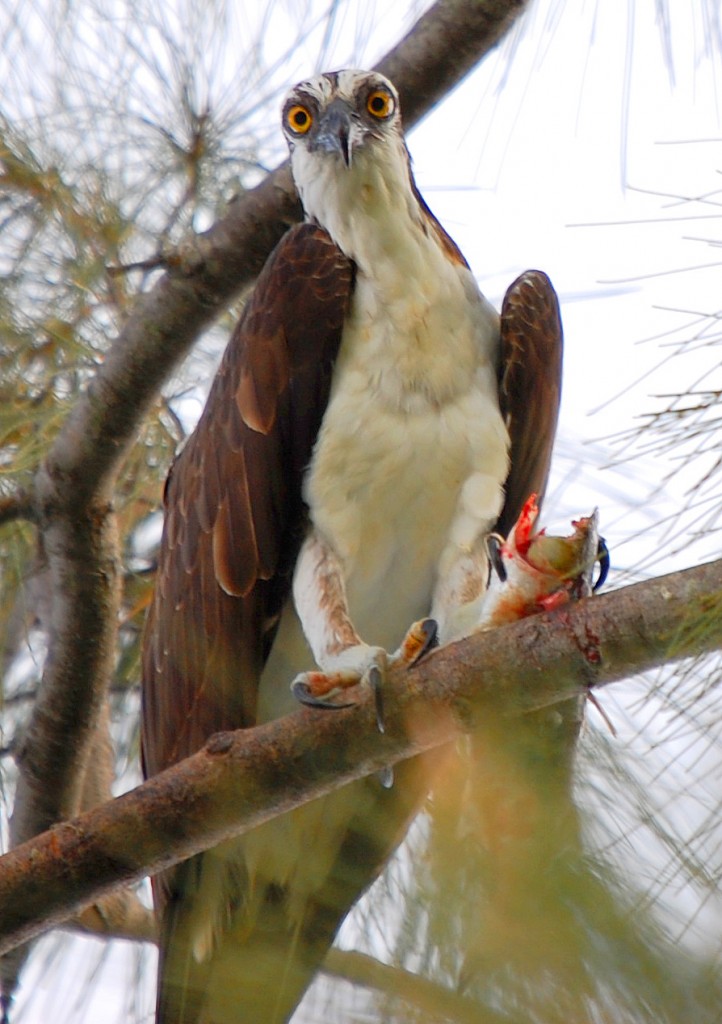 Florida Osprey - Pandion Haliaetus