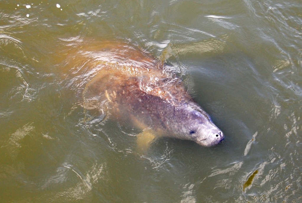 Young Manatee calf about 8 months old.