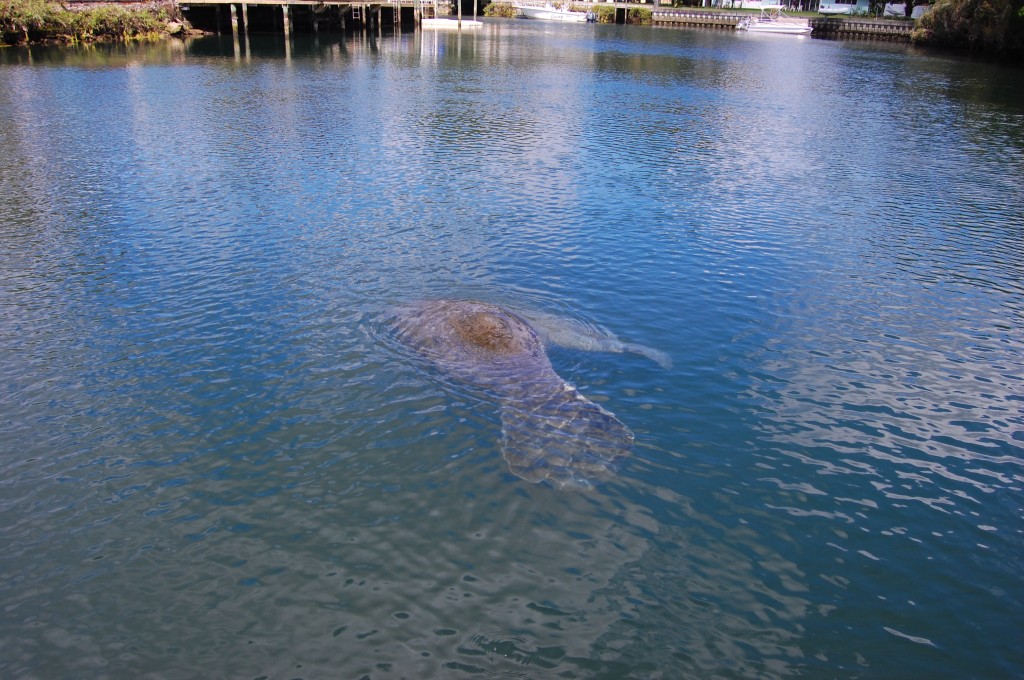 A couple of West Florida manatees in the Crystal River.