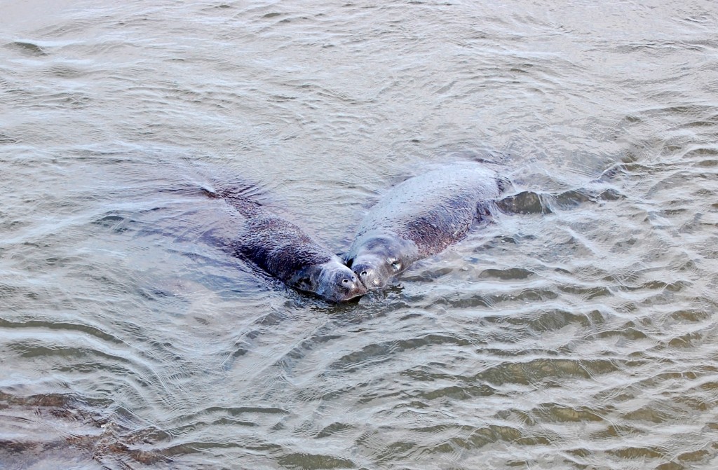 Two manatee adults at Round Island.