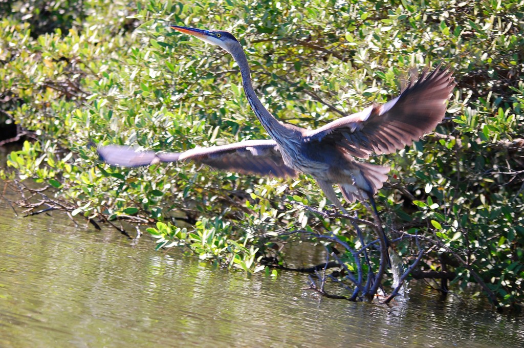 Great Blue Heron takes flight.