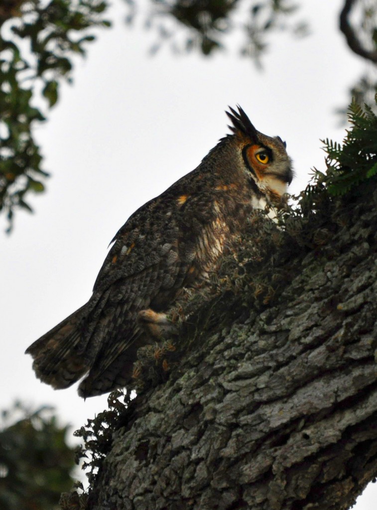 Great Horned Owl Male