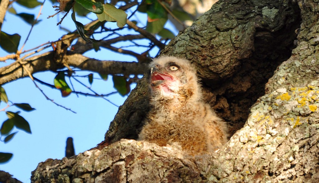 Baby owl peeking from tree hollow.