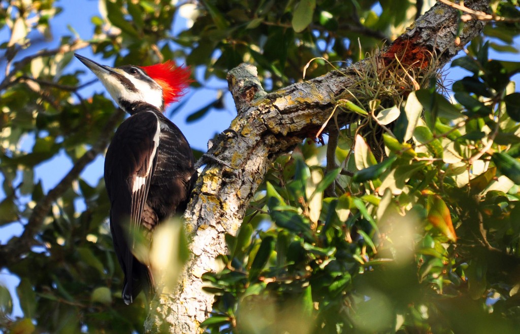 Woodpecker perched on tree with green leaves.