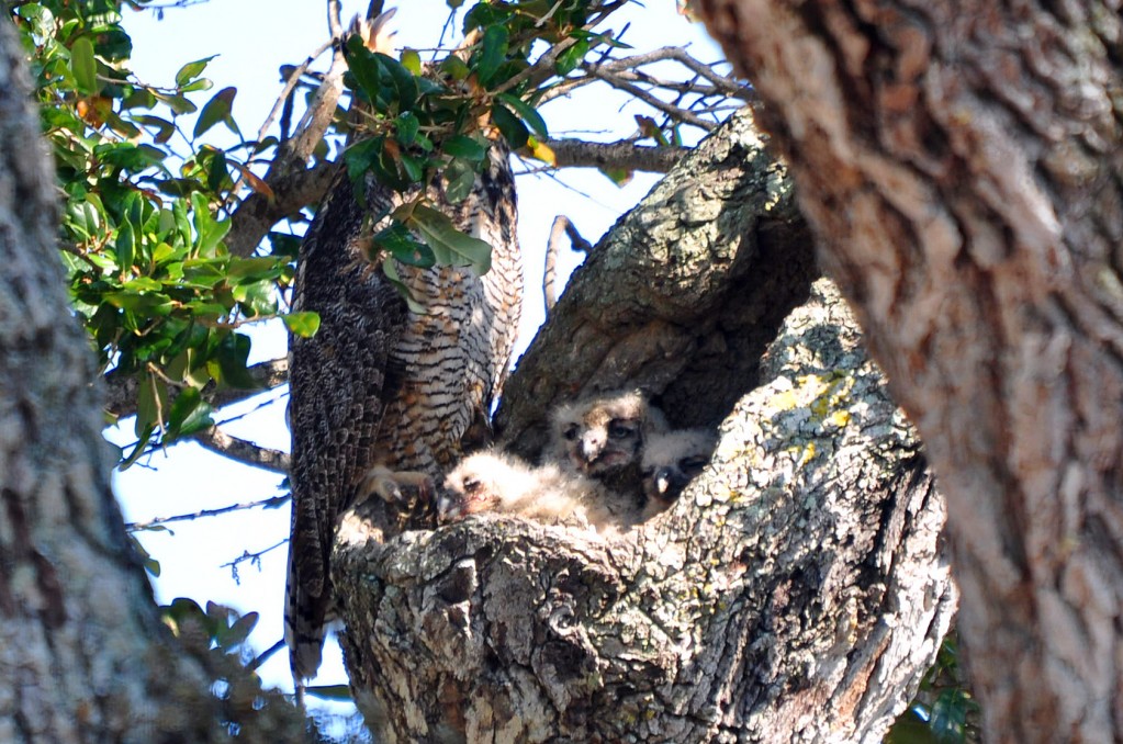 Owl and chicks in a tree nest.