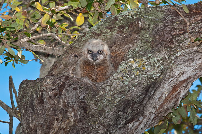 Owlet nestled in tree trunk cavity.