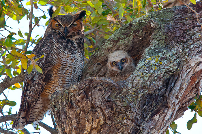 Owl and owlet in tree nest.